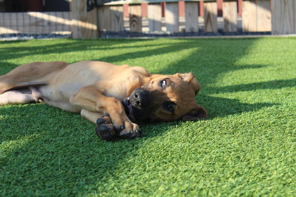Diego, a ADOPTABLE mixed breed in Chestertown, MD image 2/4