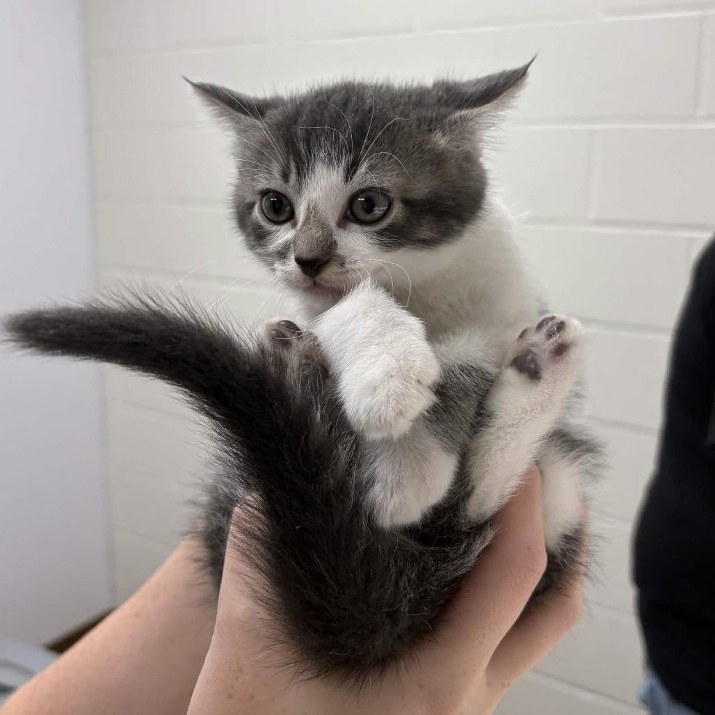 Enlarge Grimm, a Adoptable Domestic Medium Hair in Beaumont, TX image 1/1