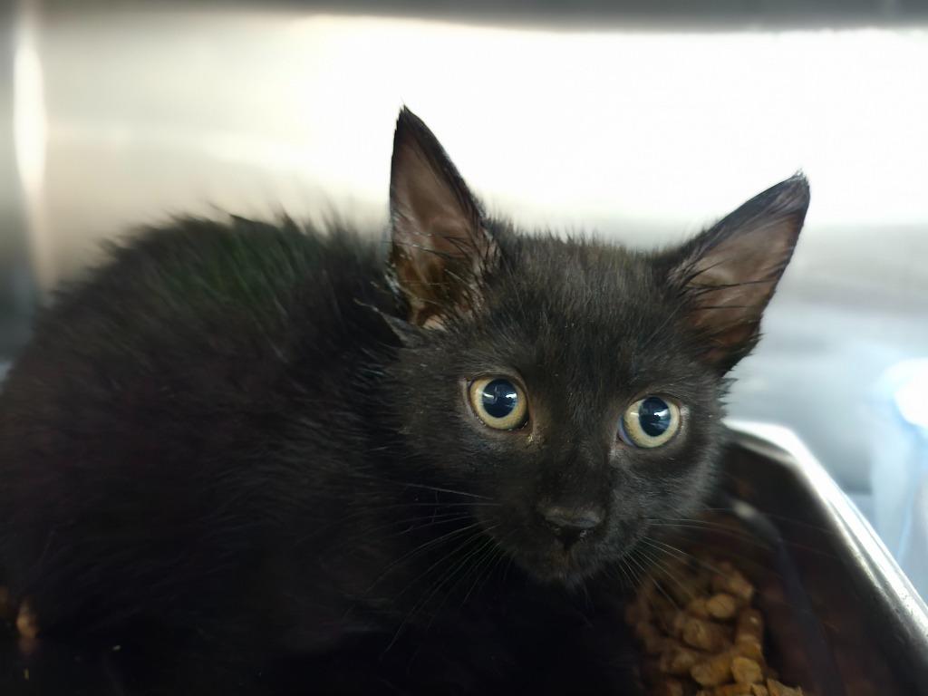 Enlarge April, a Adoptable mixed breed in Shelbyville, TN image 1/1