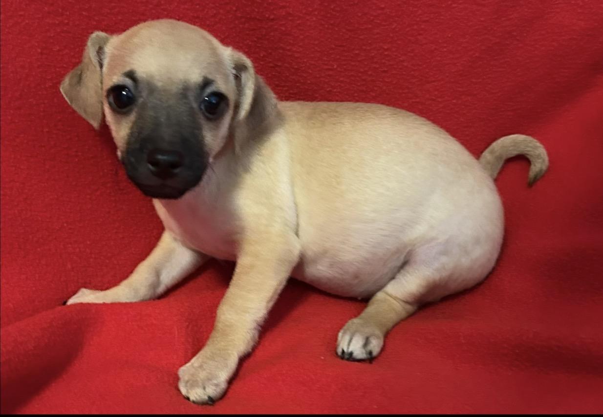 Sophie, Adoptable, Puppy Female Chihuahua.