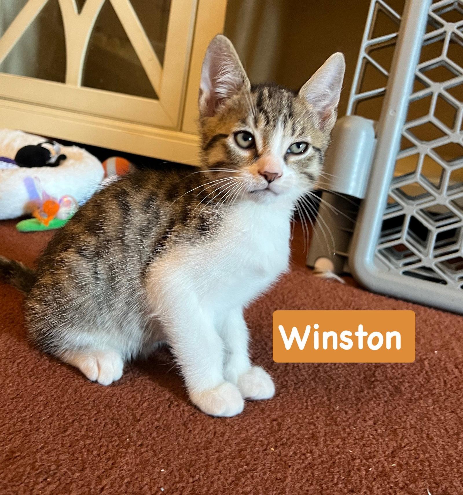 Winston, Adoptable, Kitten Male Tabby & Domestic Short Hair.
