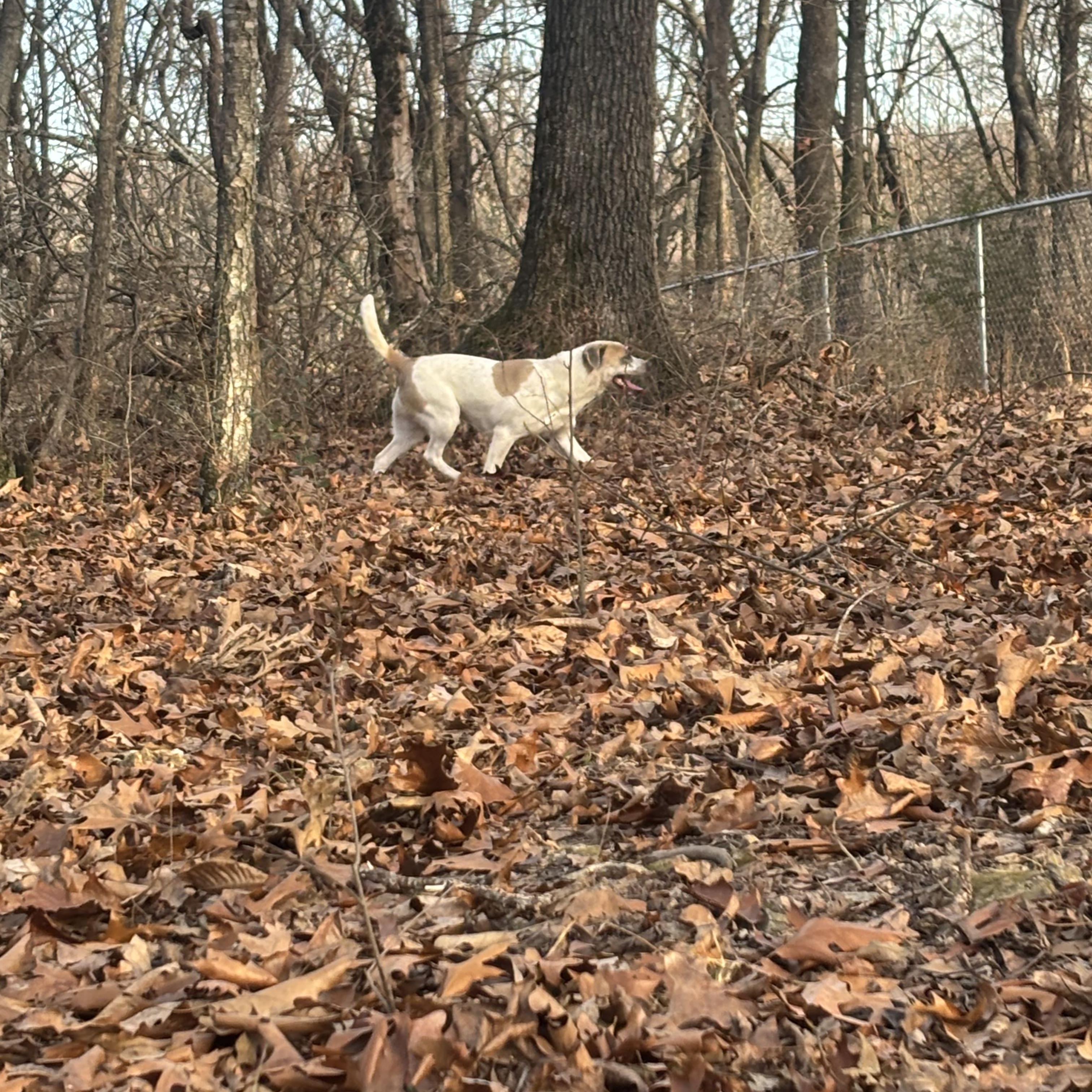 Odie , a ADOPTABLE mixed breed in Rogers, AR image 2/2