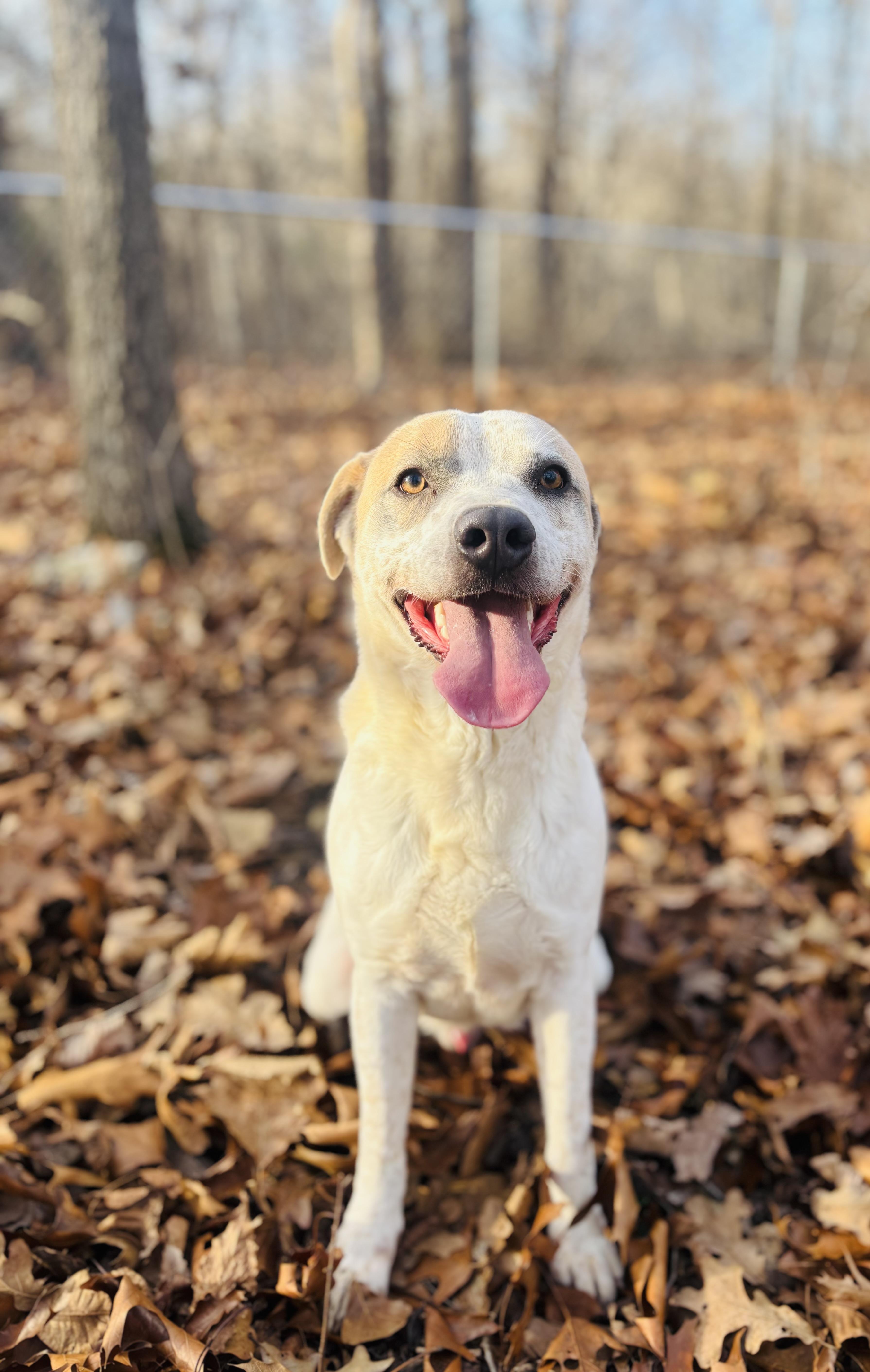 Odie , ADOPTABLE, Adult Male Mixed Breed.