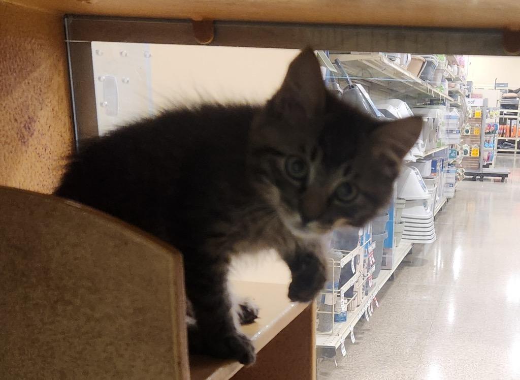 Crystal, Adoptable, Young Female Domestic Medium Hair.