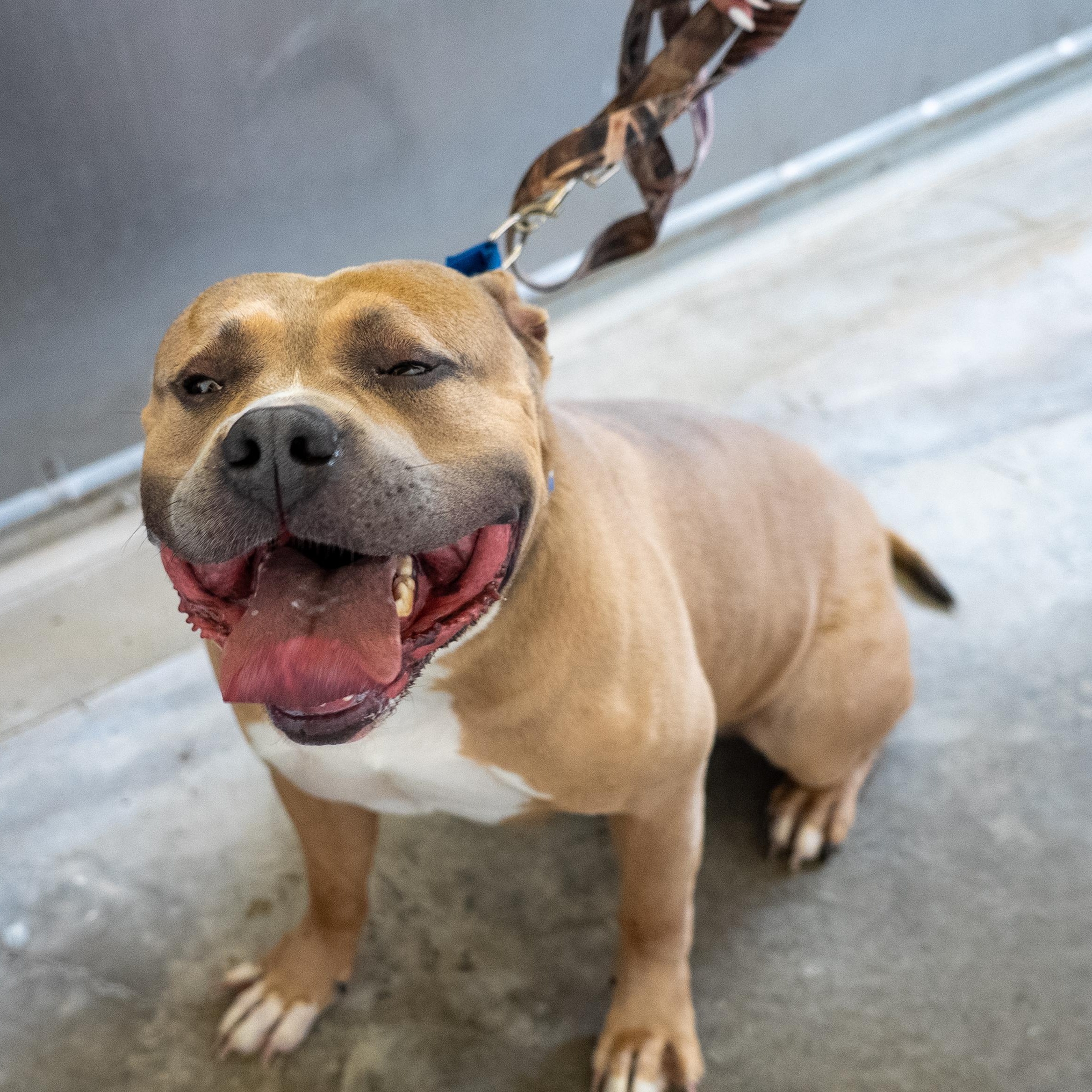 Kash, a ADOPTABLE American Bully in King George, VA image 2/5