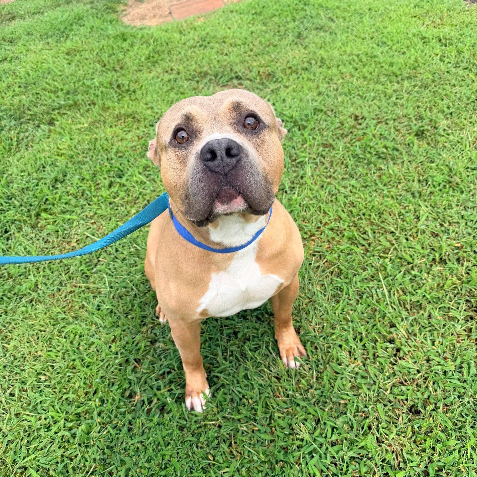 Kash, a ADOPTABLE American Bully in King George, VA image 2/5