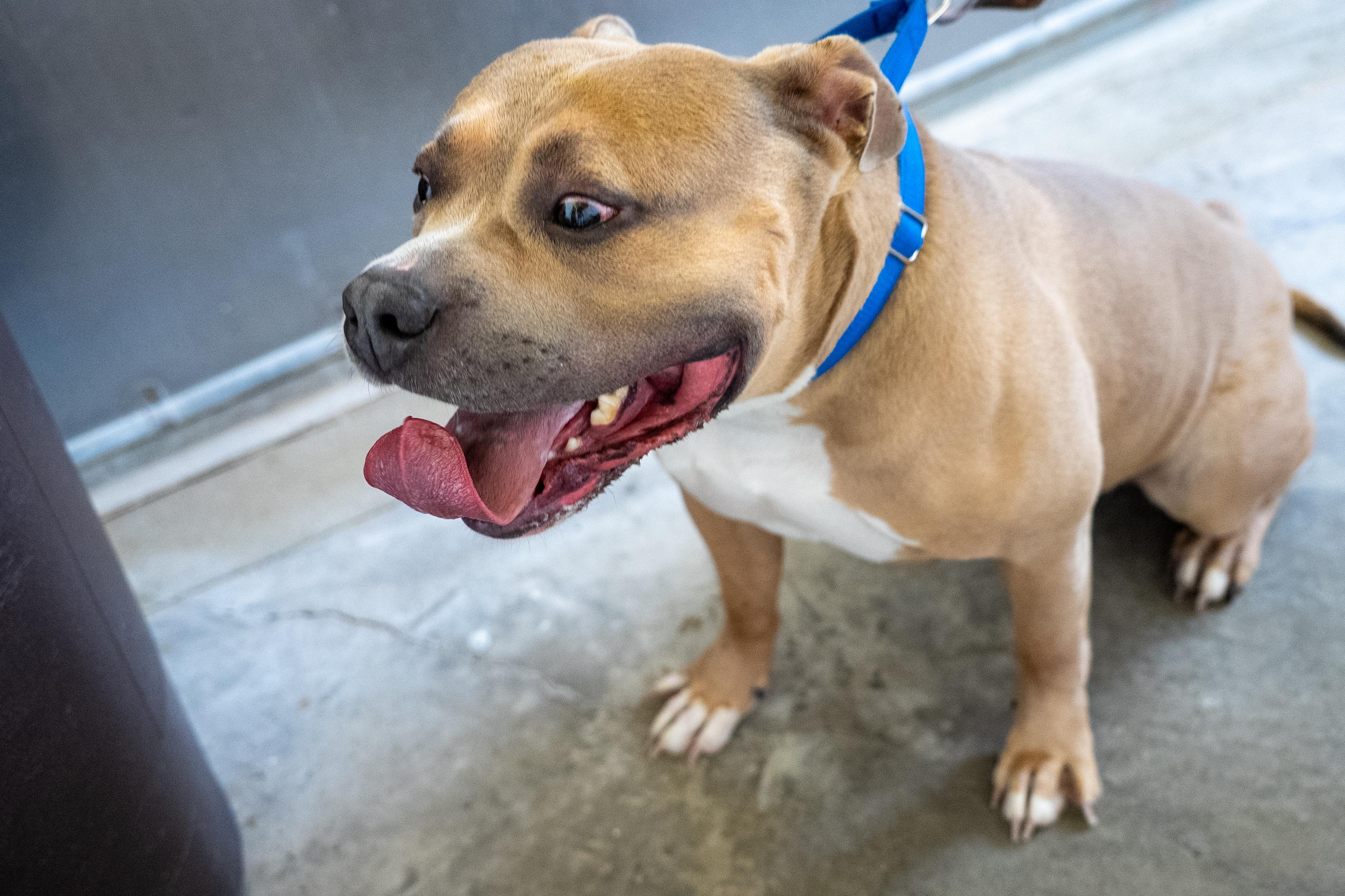 Kash, a ADOPTABLE American Bully in King George, VA image 3/5