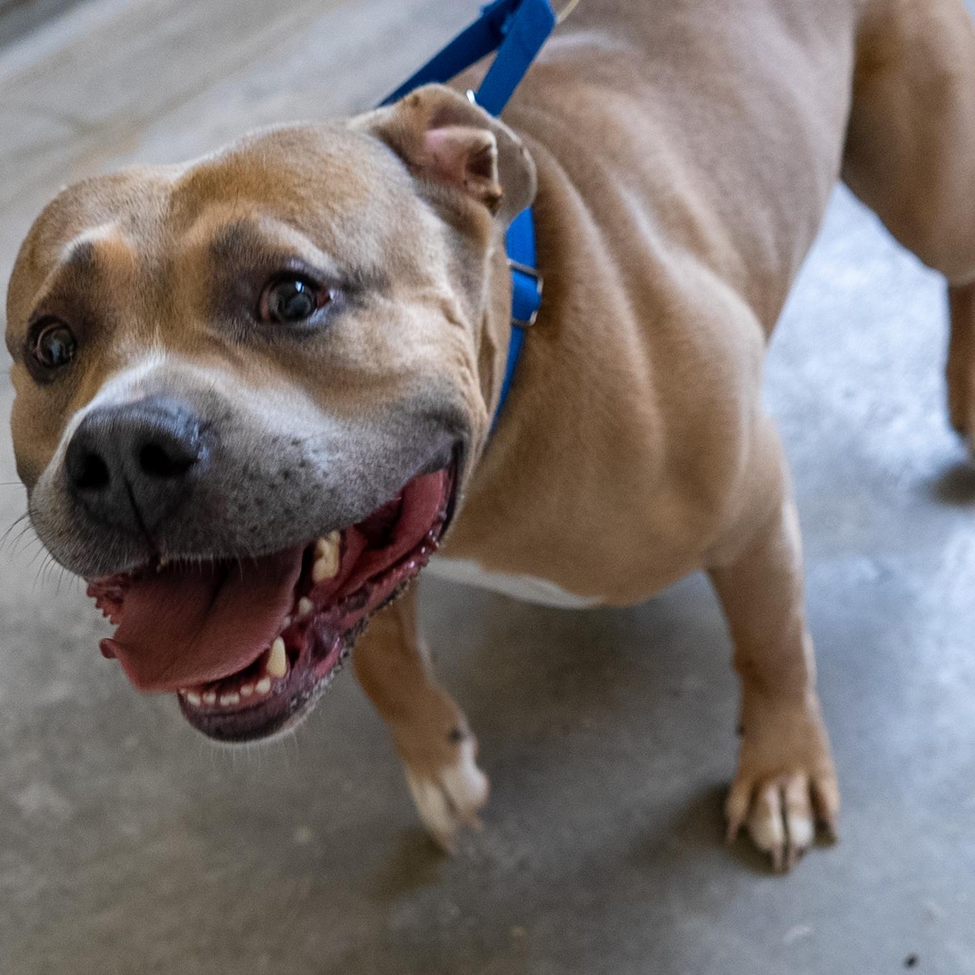 Kash, ADOPTABLE, Adult Male American Bully.