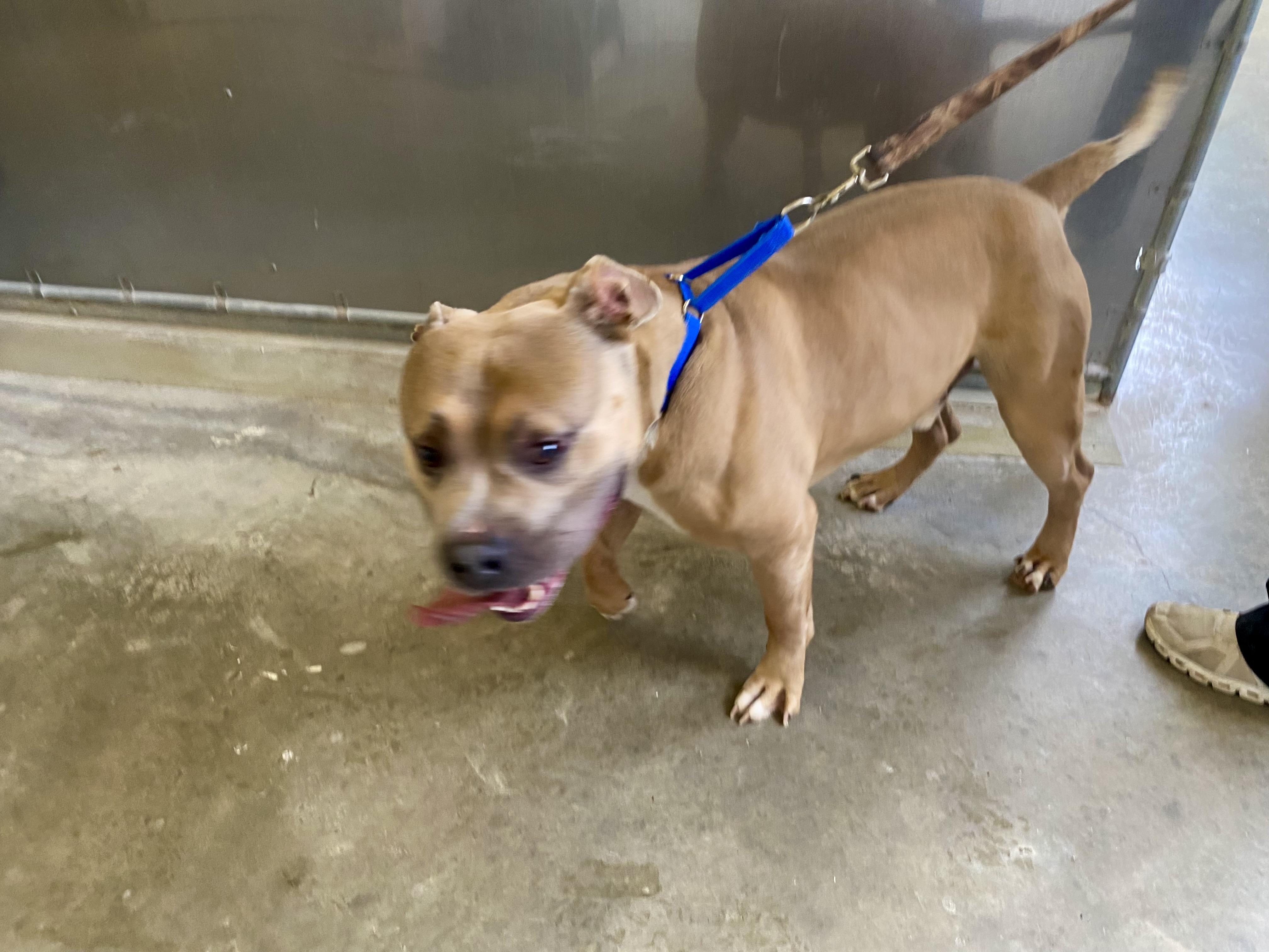 Kash, a ADOPTABLE American Bully in King George, VA image 5/5