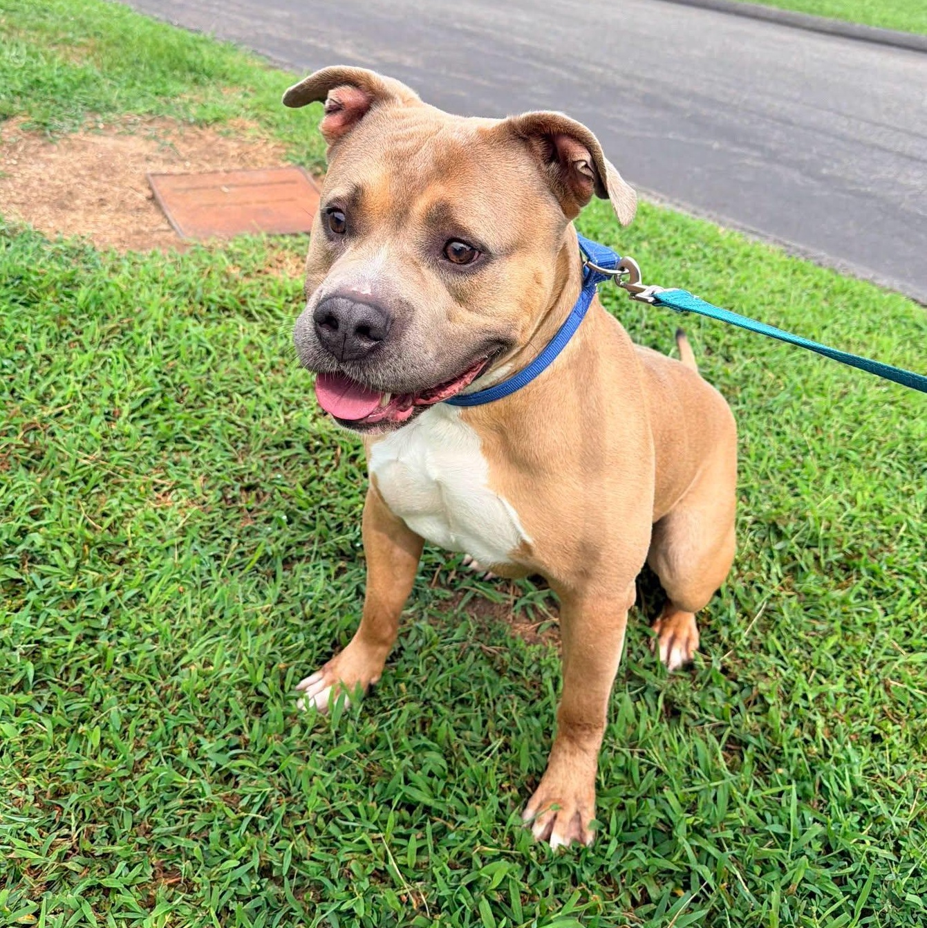 Kash, ADOPTABLE, Adult Male American Bully.