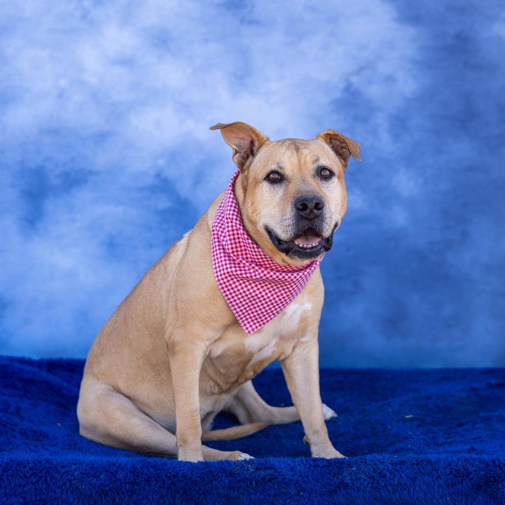 Gina, Adoptable, Senior Female Pit Bull Terrier.