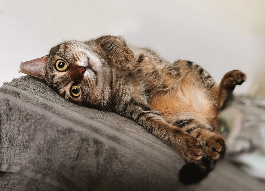 Lentil V, adoptable, Adult Female Domestic Short Hair.
