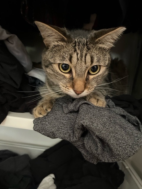 Enlarge Lentil V, an adoptable Domestic Short Hair in Los Angeles, CA image 3/5