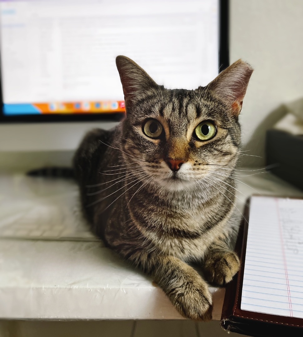 Enlarge Lentil V, an adoptable Domestic Short Hair in Los Angeles, CA image 4/5