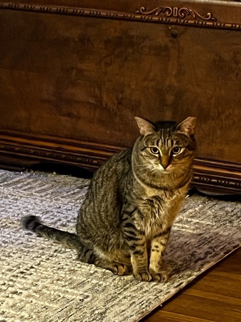 Enlarge Lentil V, an adoptable Domestic Short Hair in Los Angeles, CA image 5/5