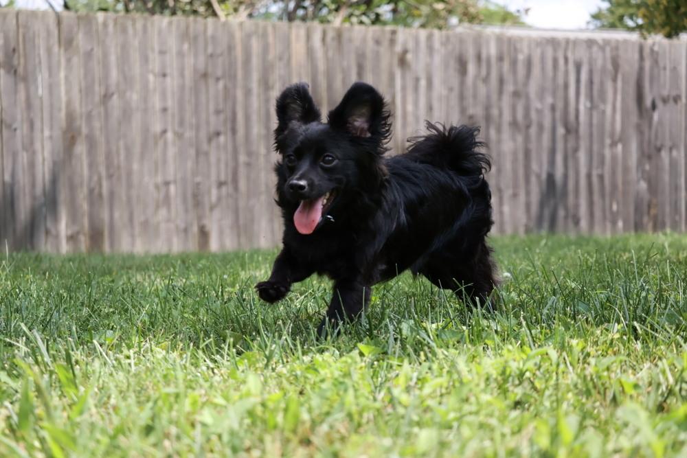 Jet, Adoptable, Young Male Pomeranian.
