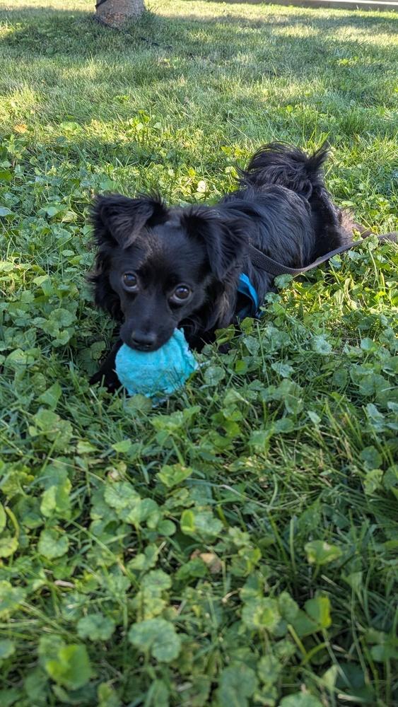 Jet, a Adoptable Pomeranian in New Albany, OH image 2/5