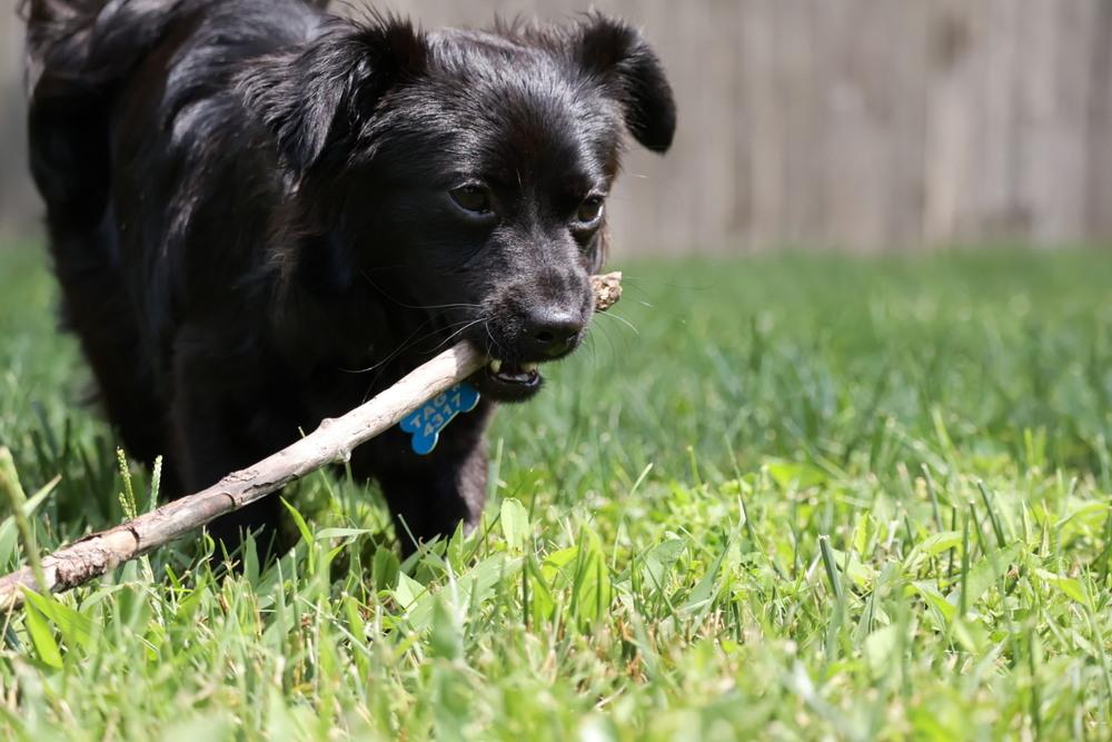 Jet, a Adoptable Pomeranian in New Albany, OH image 3/5