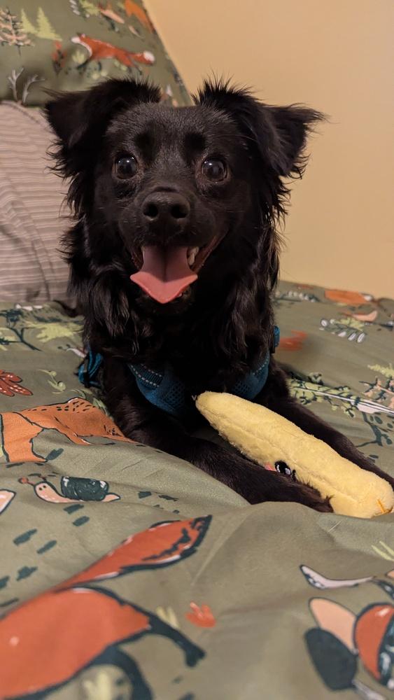 Jet, a Adoptable Pomeranian in New Albany, OH image 4/5
