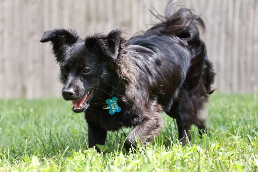 Jet, a Adoptable Pomeranian in New Albany, OH image 5/5
