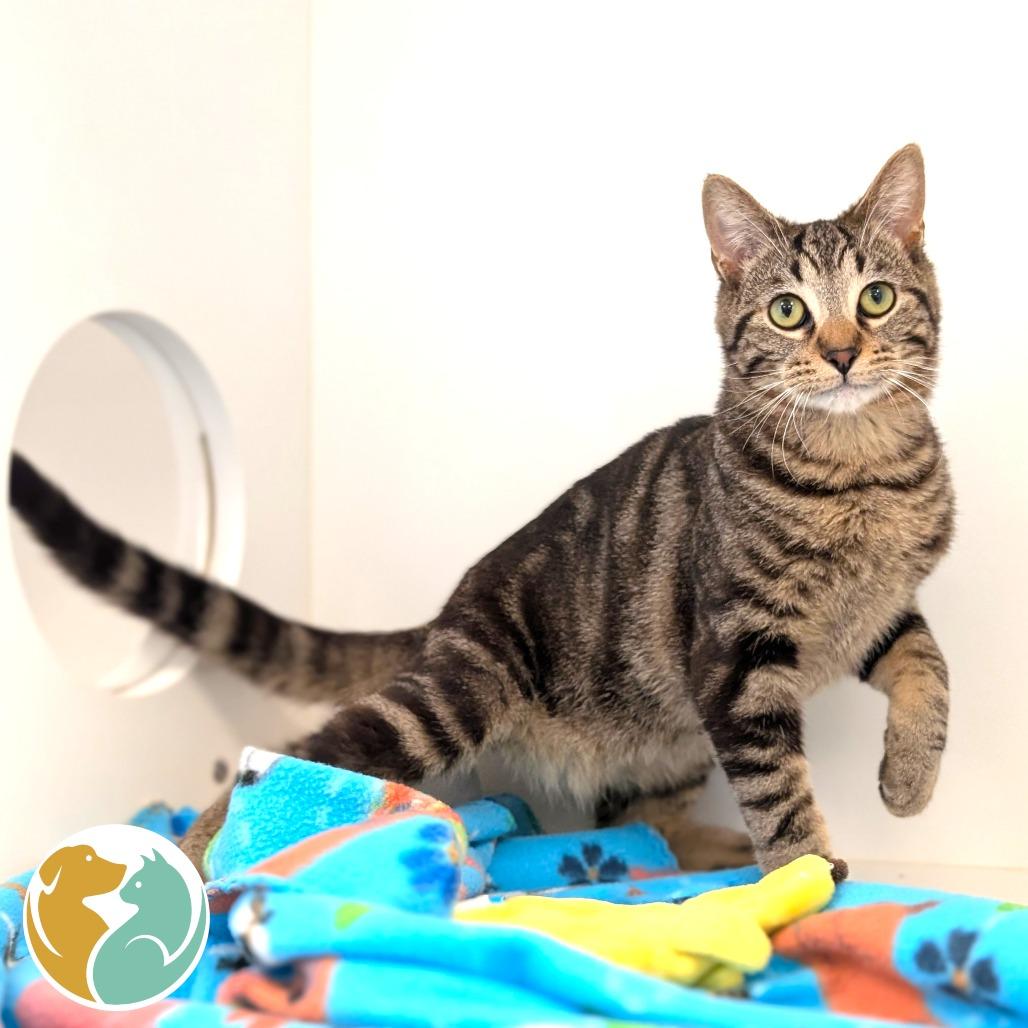 Enlarge Man Man, a Adoptable Domestic Short Hair in Toledo, OH image 1/2