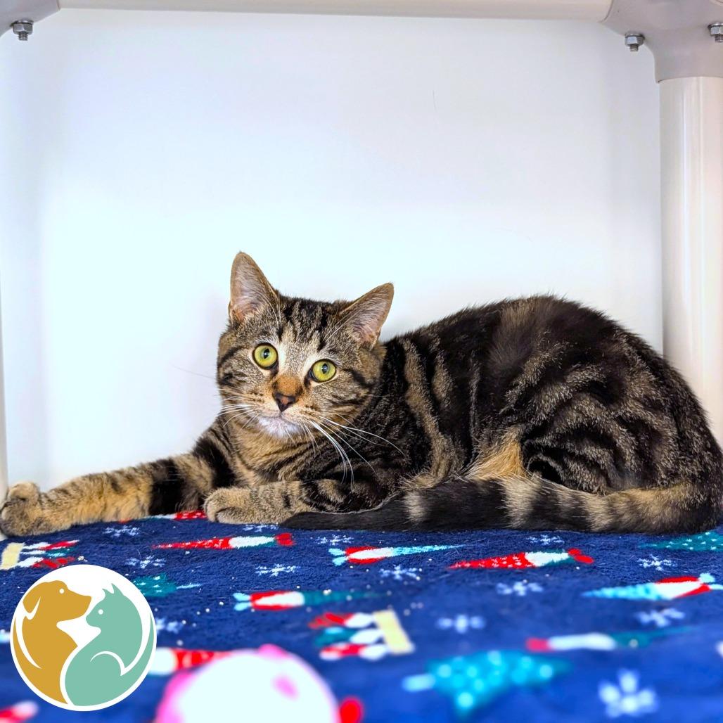 Enlarge Man Man, a Adoptable Domestic Short Hair in Toledo, OH image 2/2