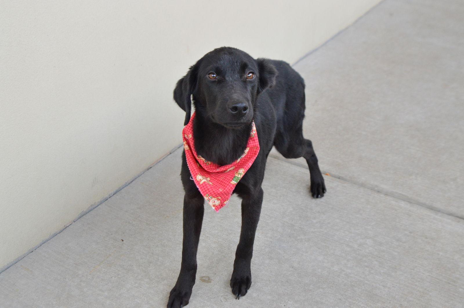 Enlarge Nemo, a Adoptable Labrador Retriever in McKinney, TX image 1/3