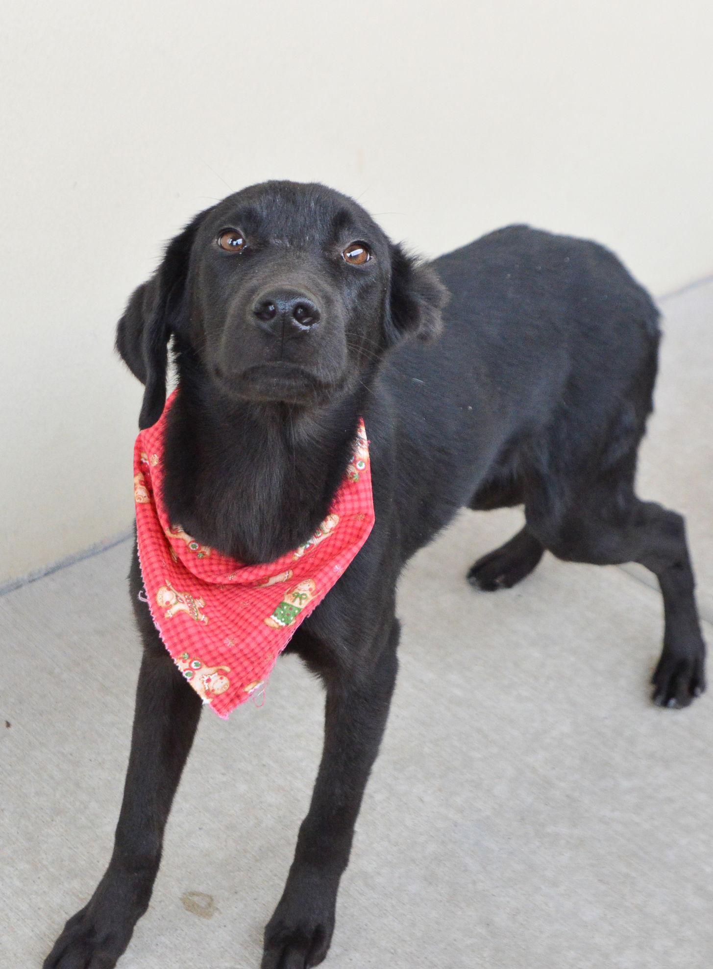 Enlarge Nemo, a Adoptable Labrador Retriever in McKinney, TX image 2/3