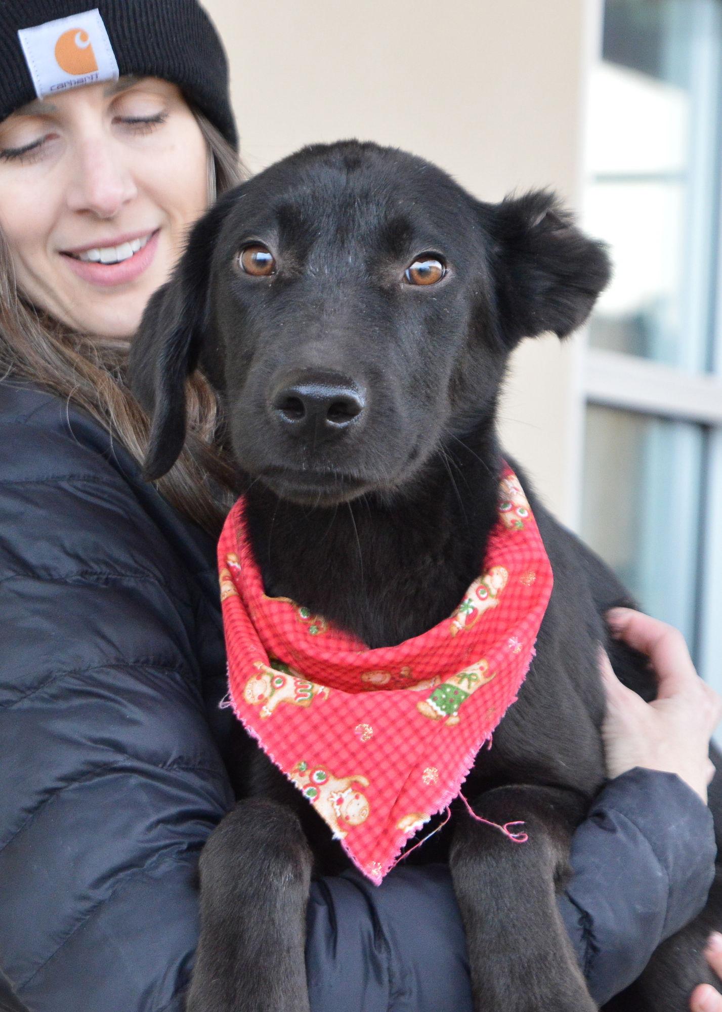 Enlarge Nemo, a Adoptable Labrador Retriever in McKinney, TX image 3/3