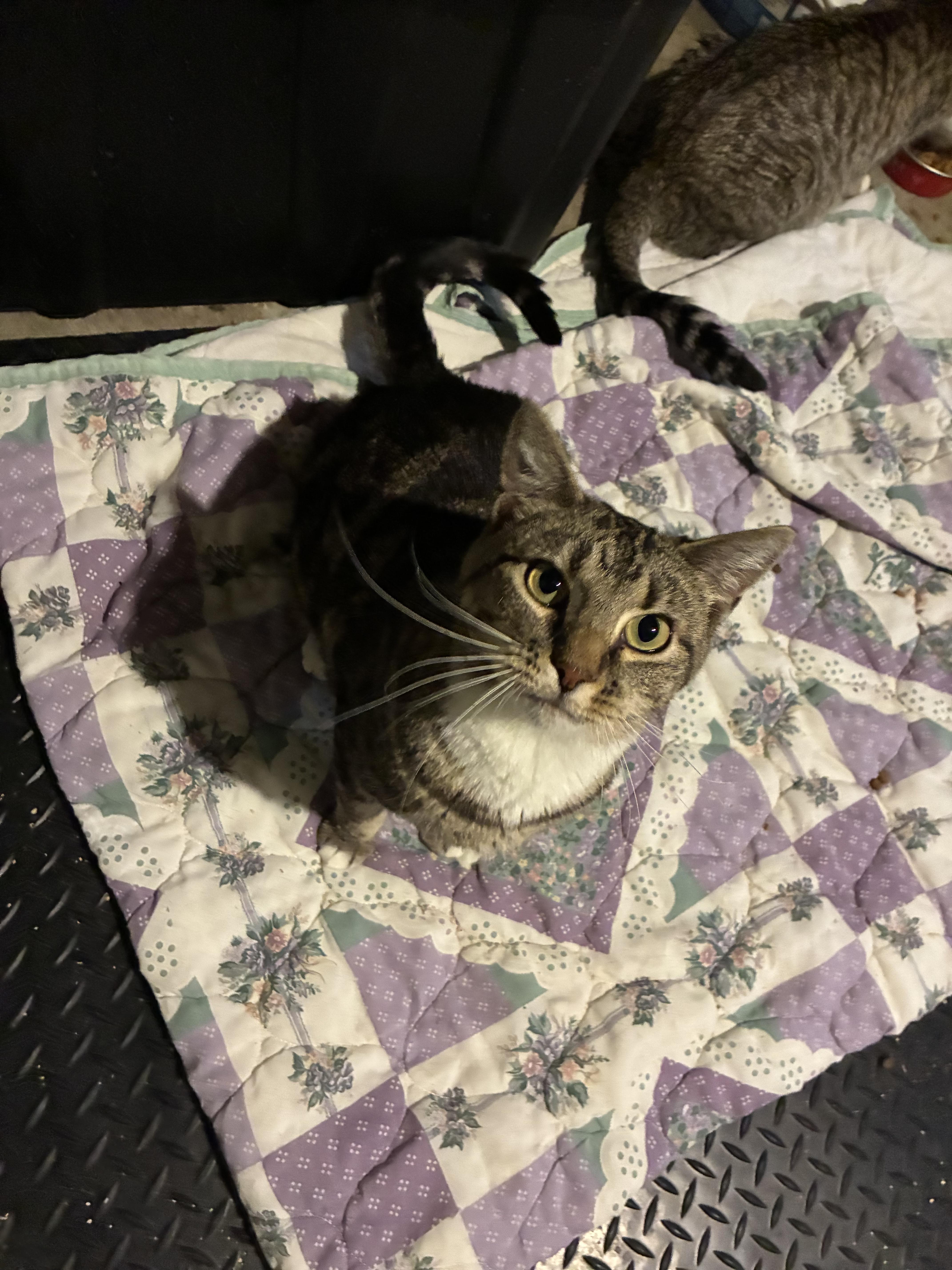 Enlarge Holly, a ADOPTABLE Domestic Short Hair in Ashland, IL image 6/6