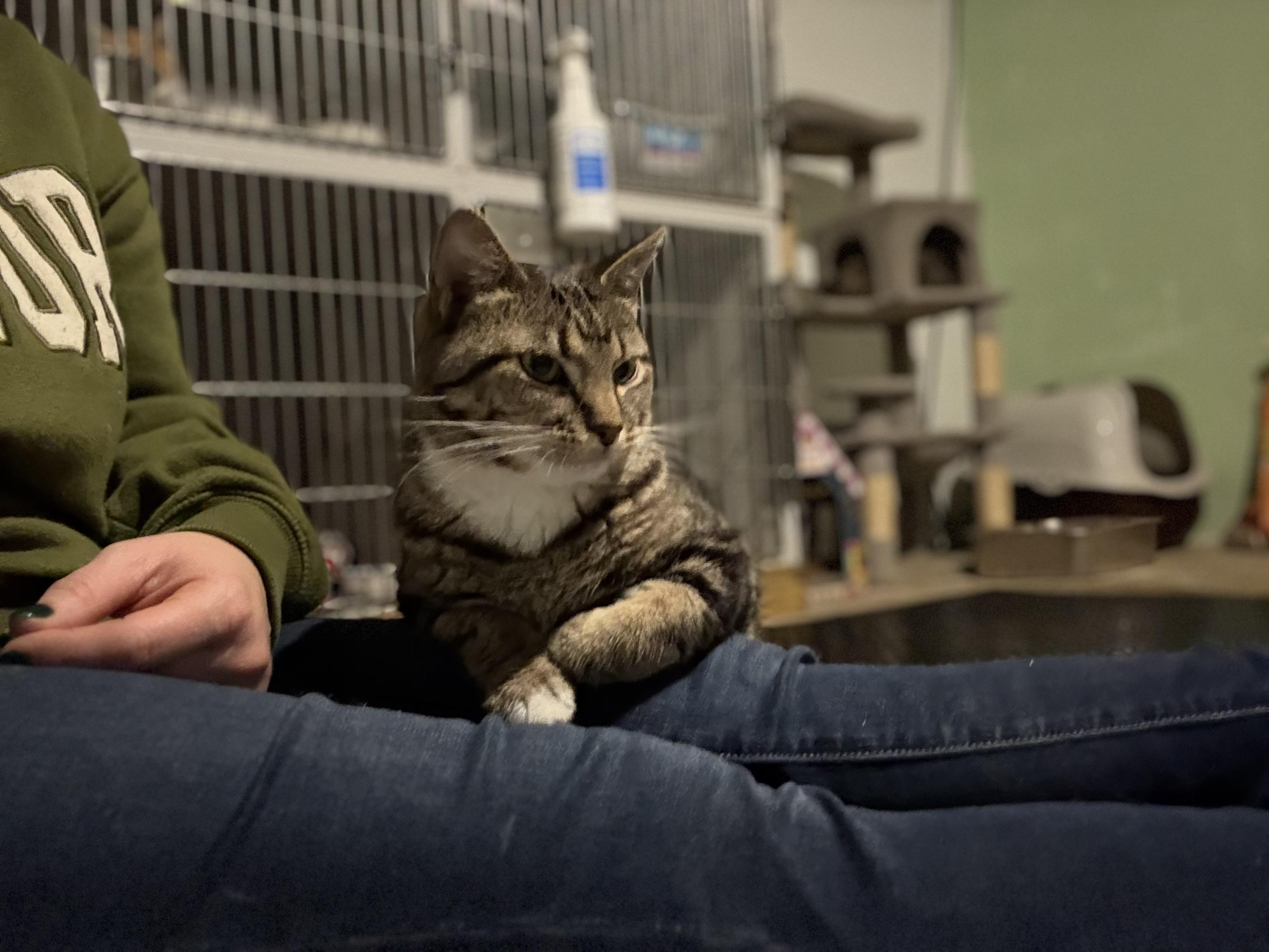 Enlarge Holly, a ADOPTABLE Domestic Short Hair in Ashland, IL image 4/6