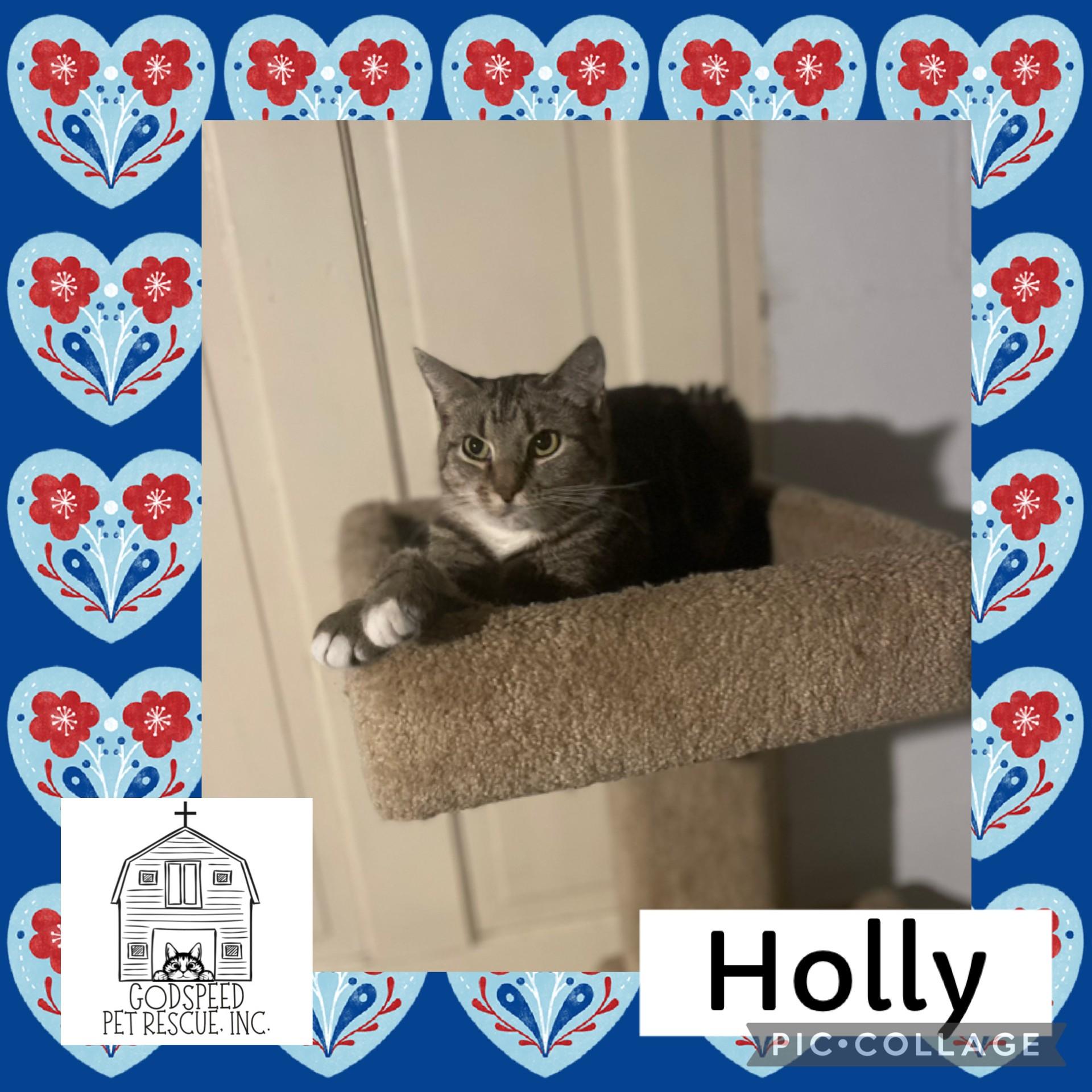 Holly, ADOPTABLE, Adult Female Domestic Short Hair.