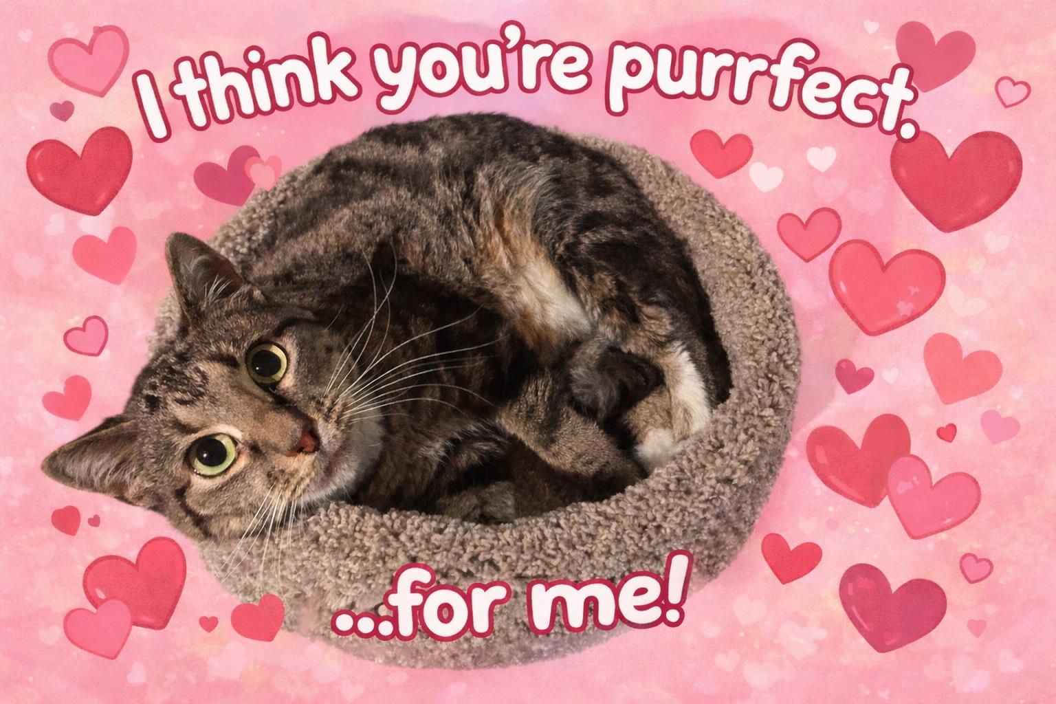 Enlarge Holly, a ADOPTABLE Domestic Short Hair in Ashland, IL image 1/6