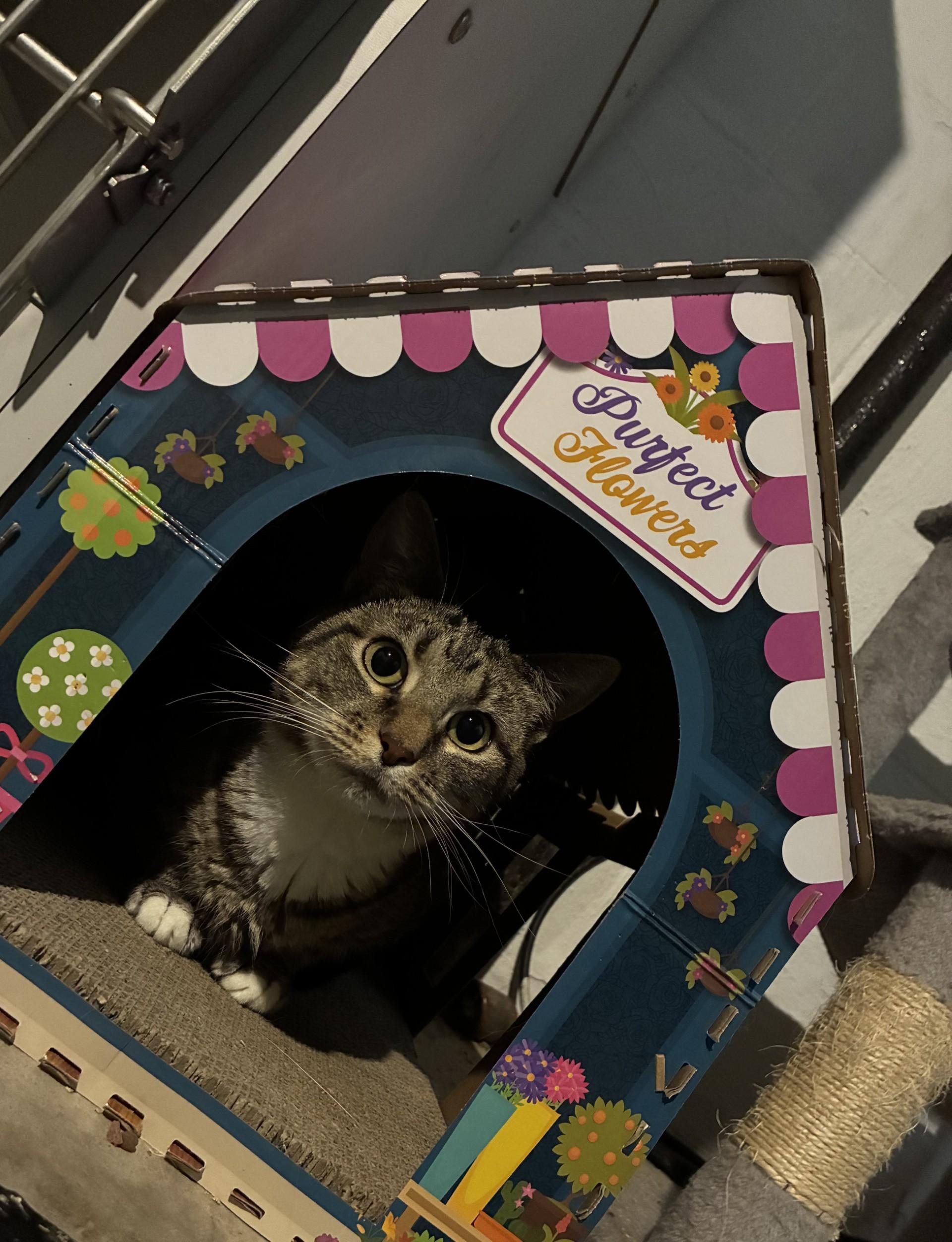 Holly, a ADOPTABLE Domestic Short Hair in Ashland, IL image 2/2