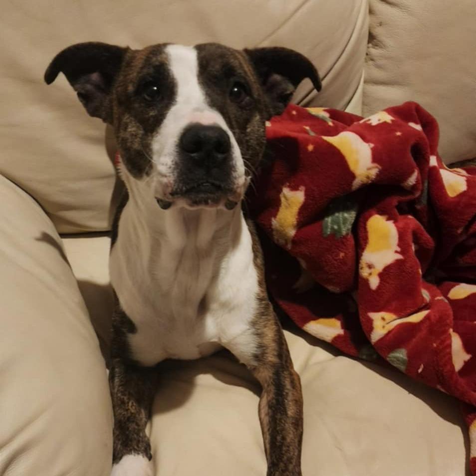 Coco, Adoptable, Adult Female Pit Bull Terrier.