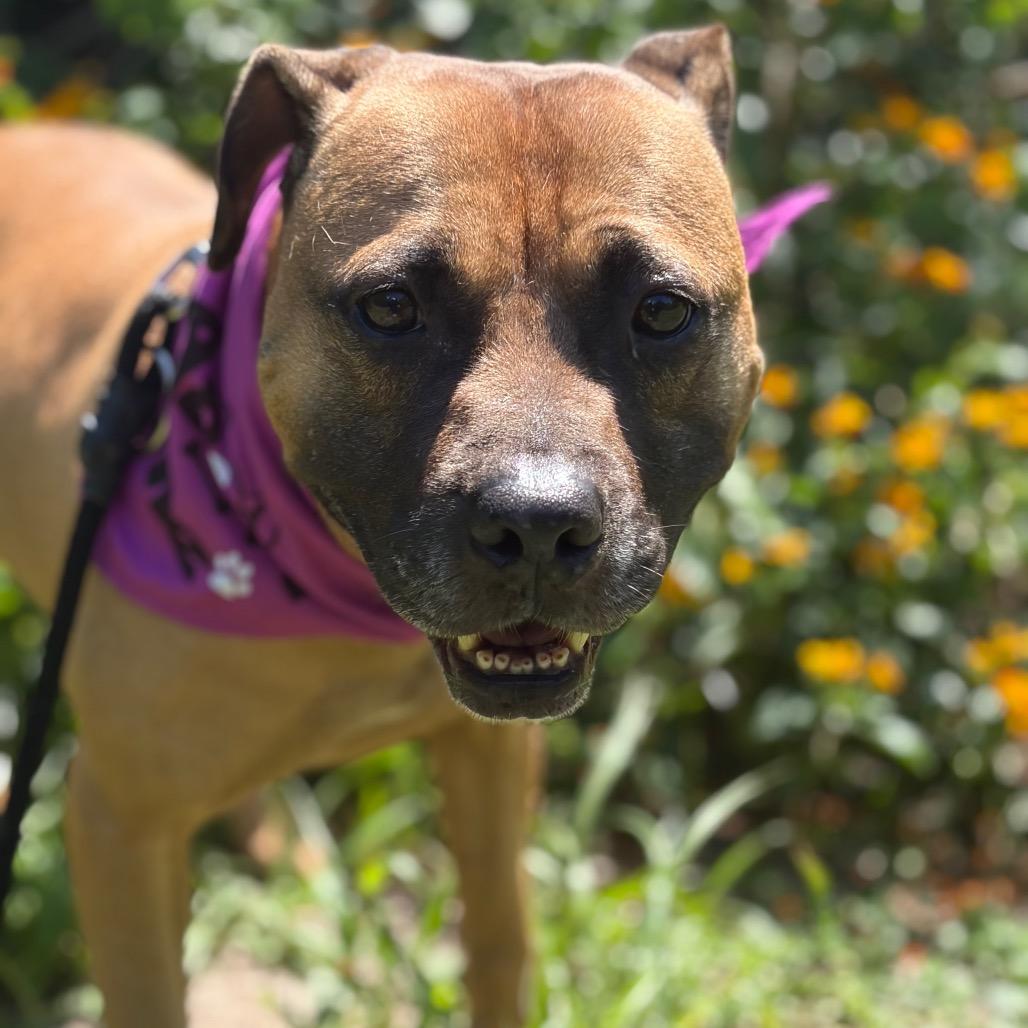 Blush, Adoptable, Adult Female Mixed Breed.