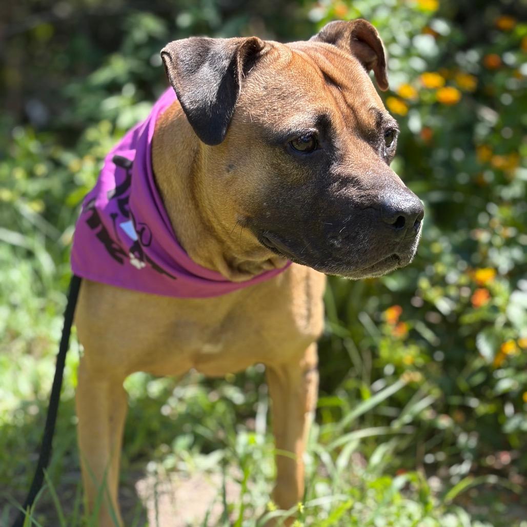Enlarge Blush, a Adoptable Mixed Breed in Titusville, FL image 2/4