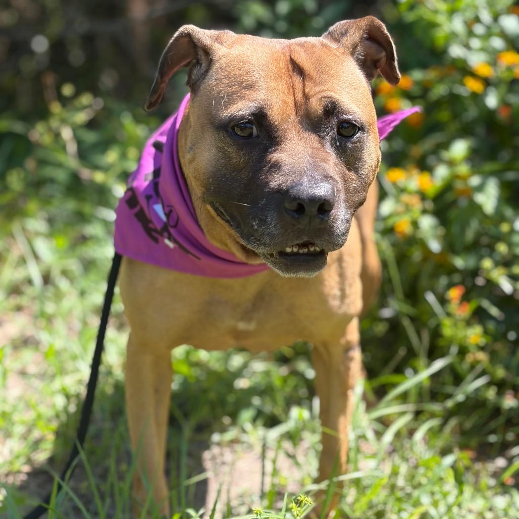 Enlarge Blush, a Adoptable Mixed Breed in Titusville, FL image 3/4