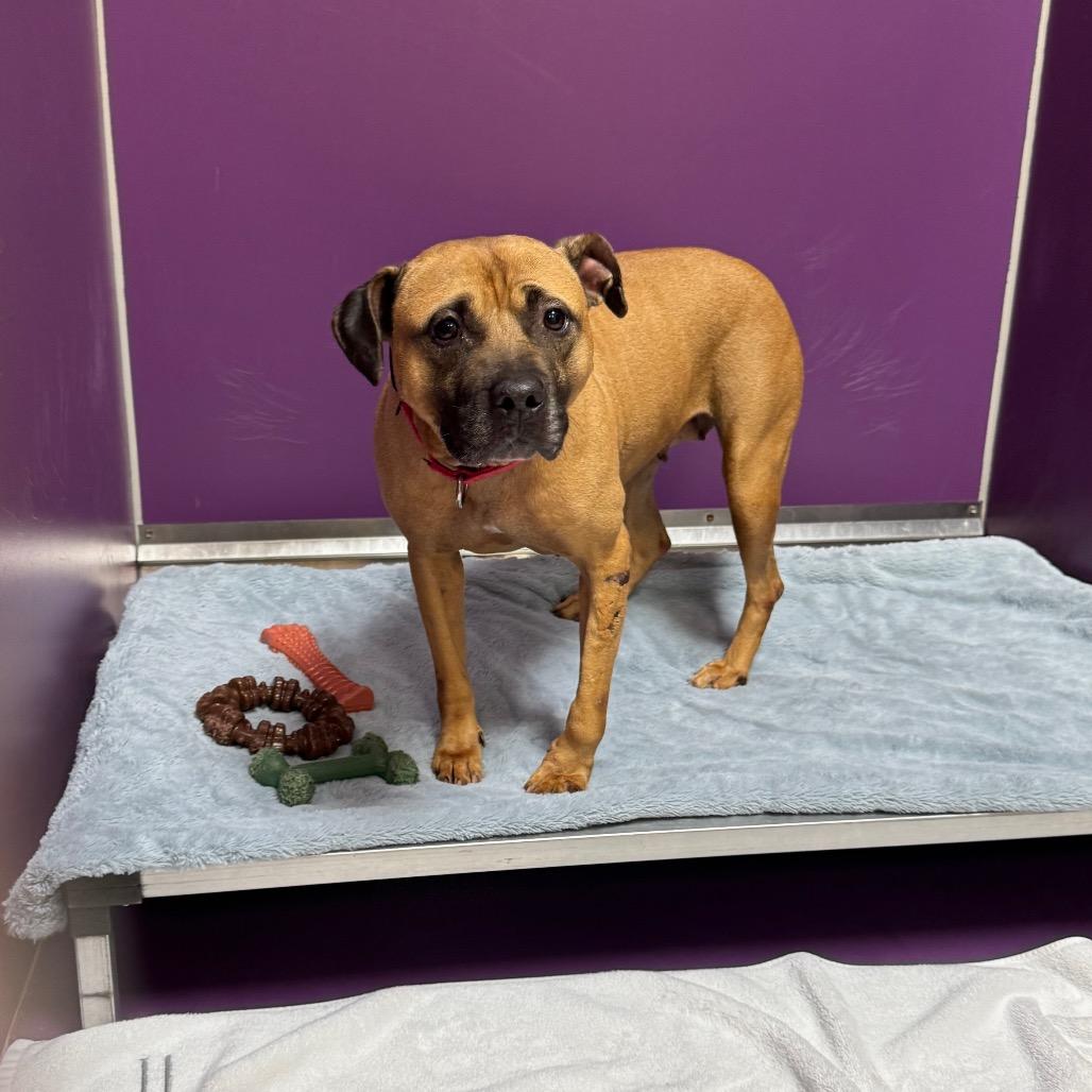 Enlarge Blush, a Adoptable Mixed Breed in Titusville, FL image 4/4