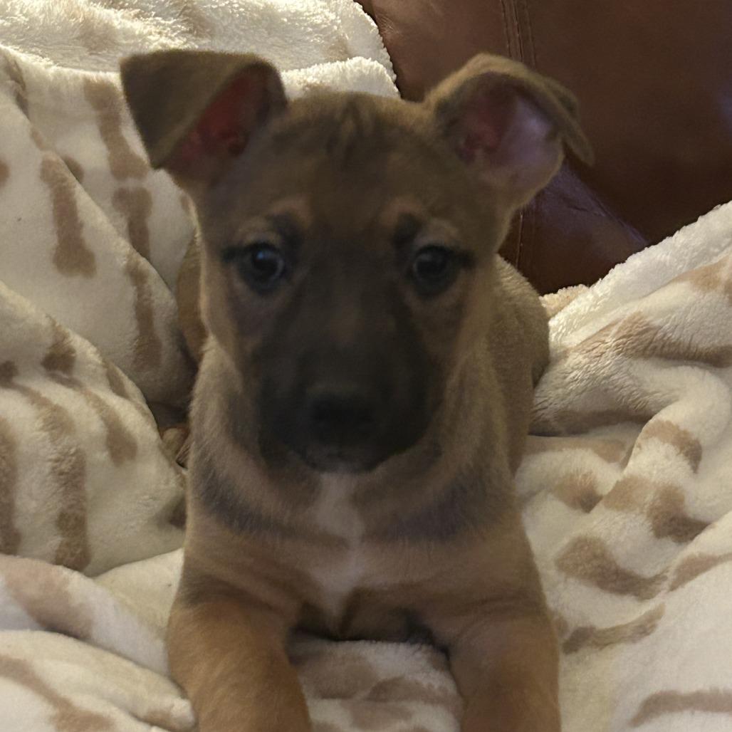 Enlarge Toast, a Adoptable Mixed Breed in Winston Salem, NC image 2/3