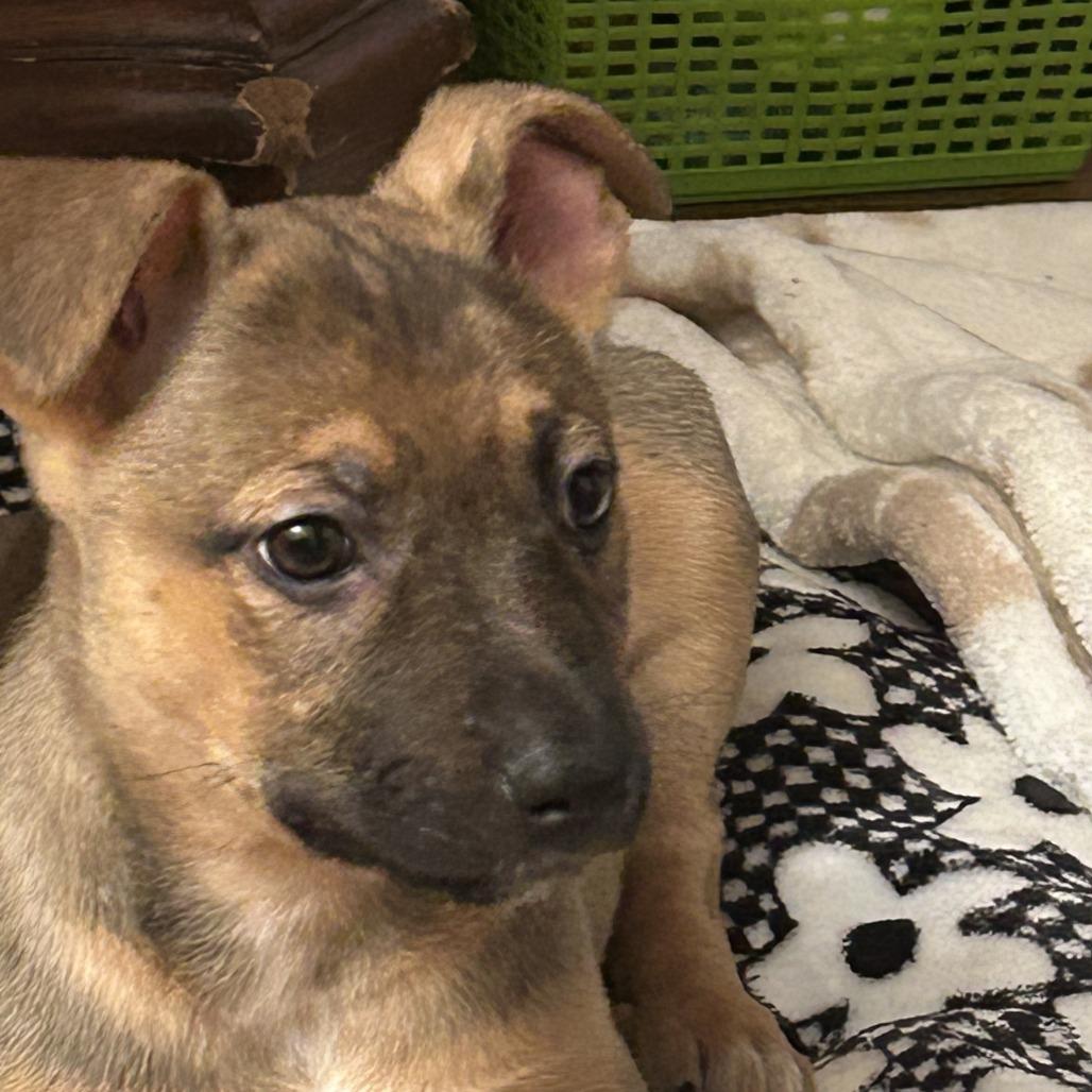 Enlarge Toast, a Adoptable Mixed Breed in Winston Salem, NC image 3/3