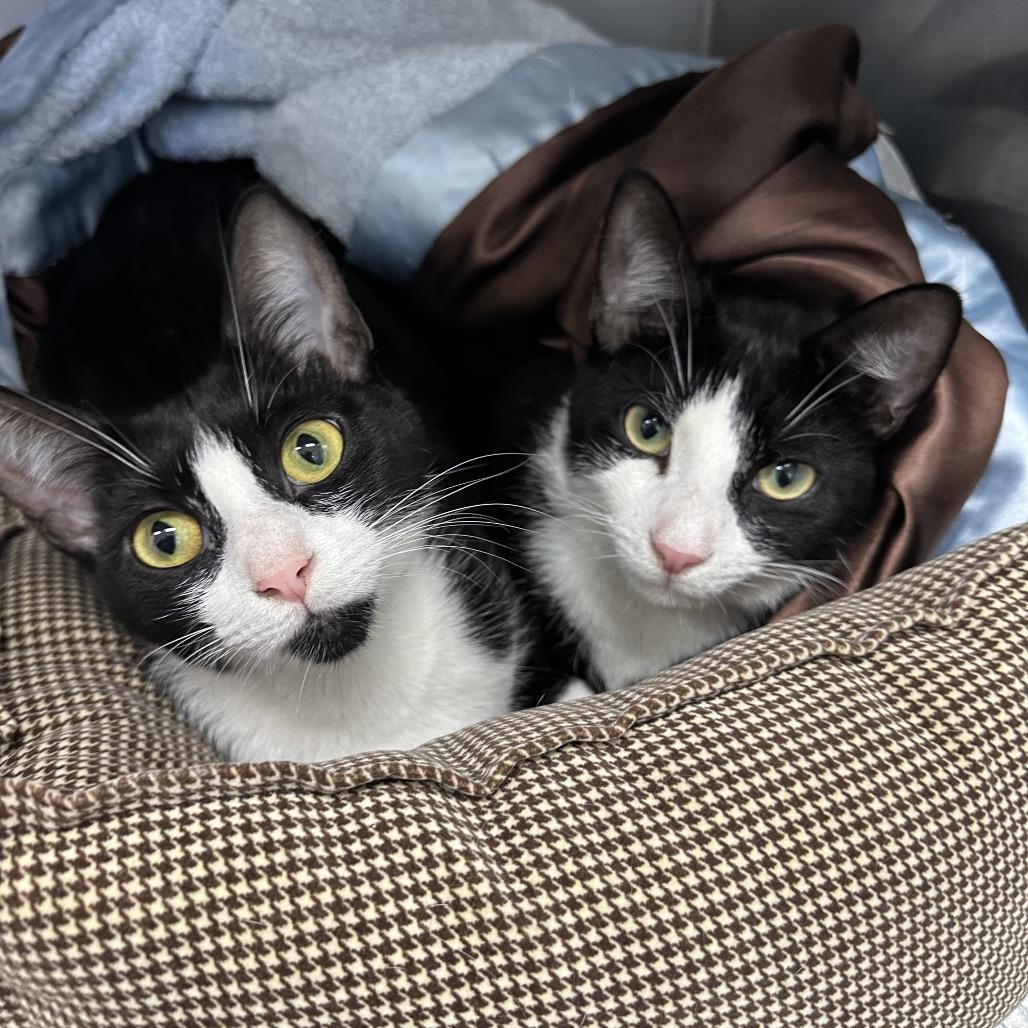 Mickey, Adoptable, Young Male Domestic Short Hair.