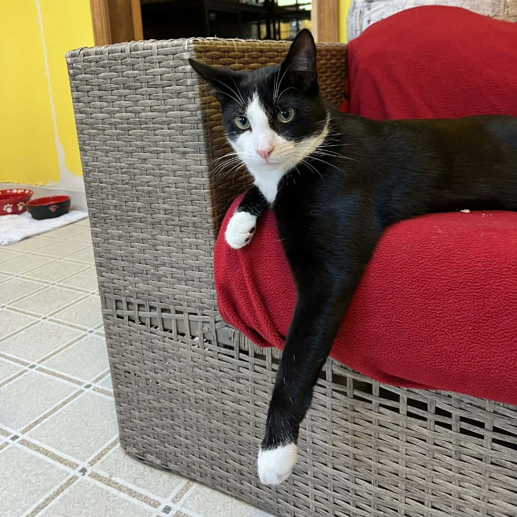 Mickey, a Adoptable Domestic Short Hair in Hampton Bays, NY image 2/5