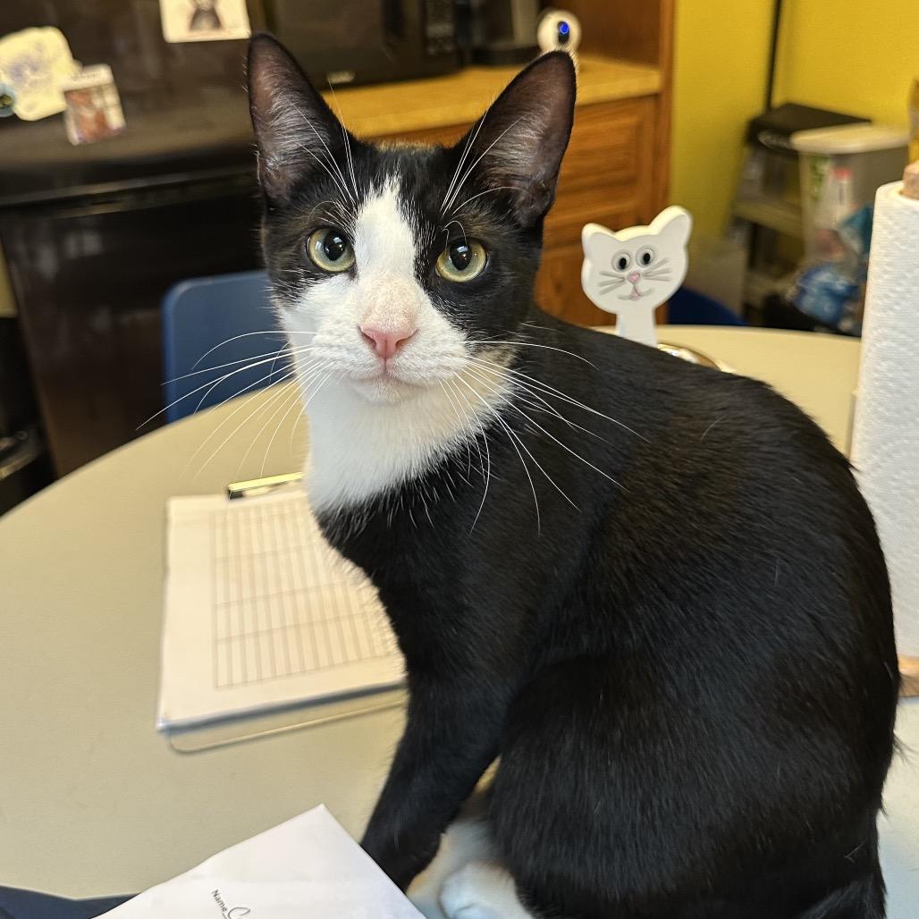 Mickey, a Adoptable Domestic Short Hair in Hampton Bays, NY image 3/5