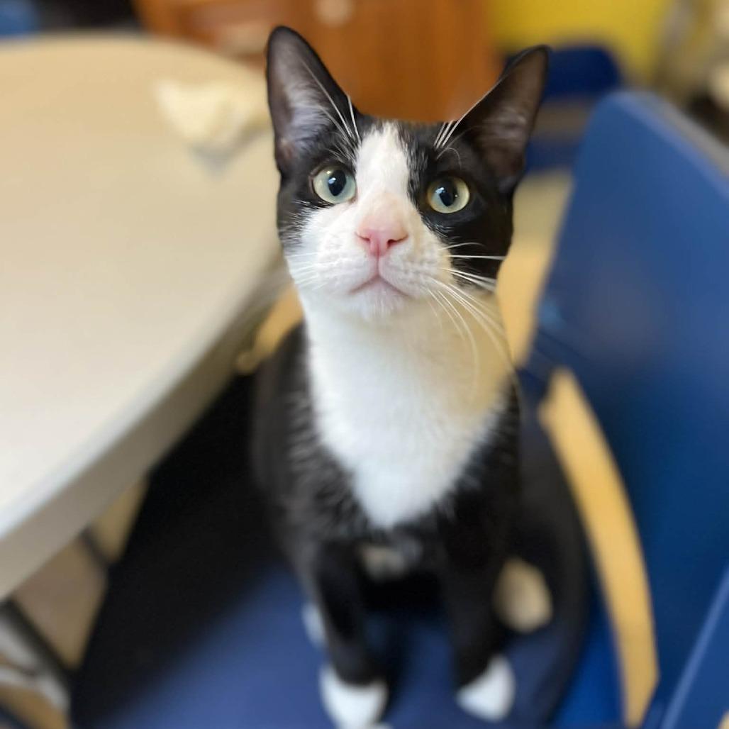 Mickey, a Adoptable Domestic Short Hair in Hampton Bays, NY image 4/5