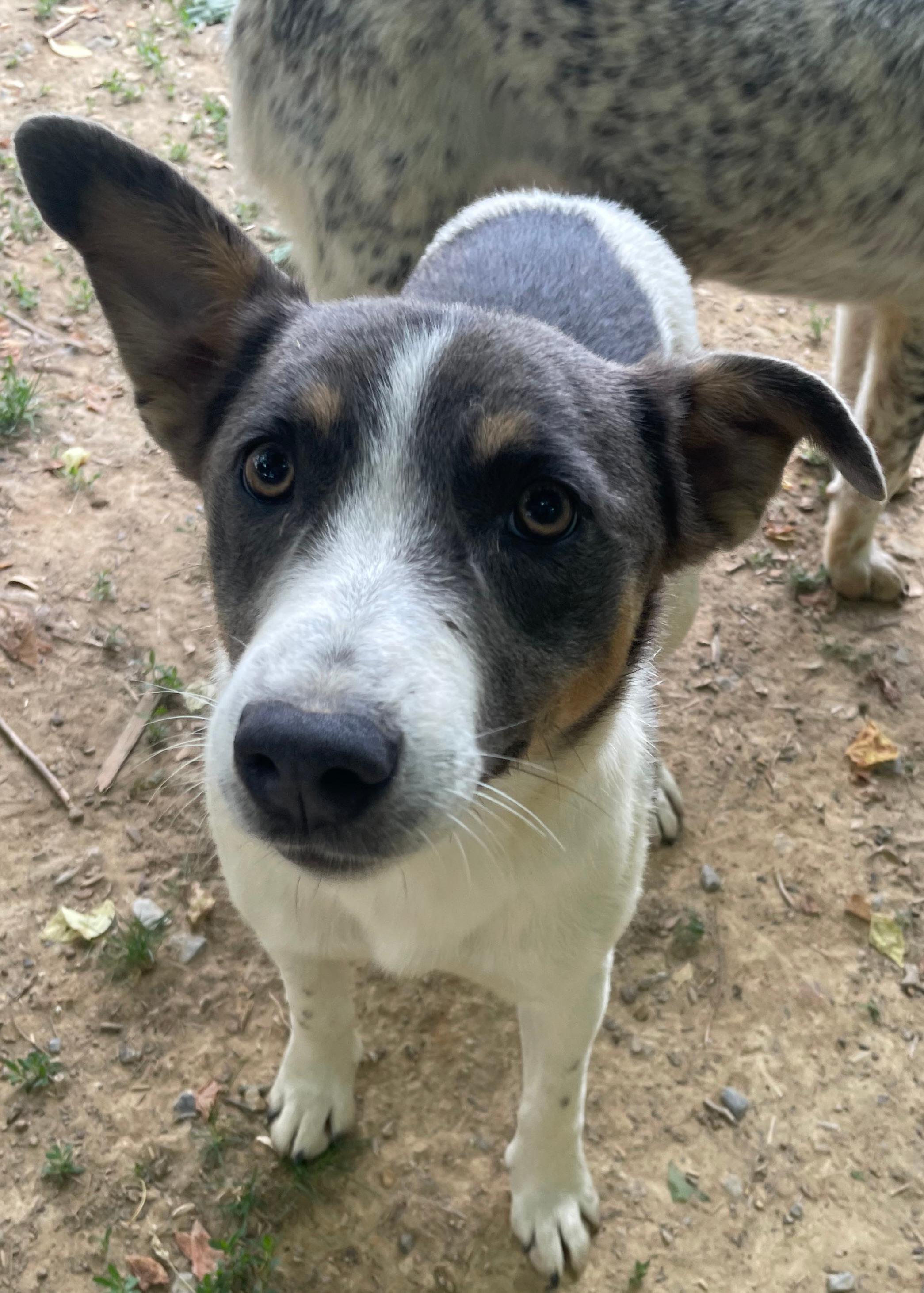 Faye, Adoptable, Young Female Cattle Dog.