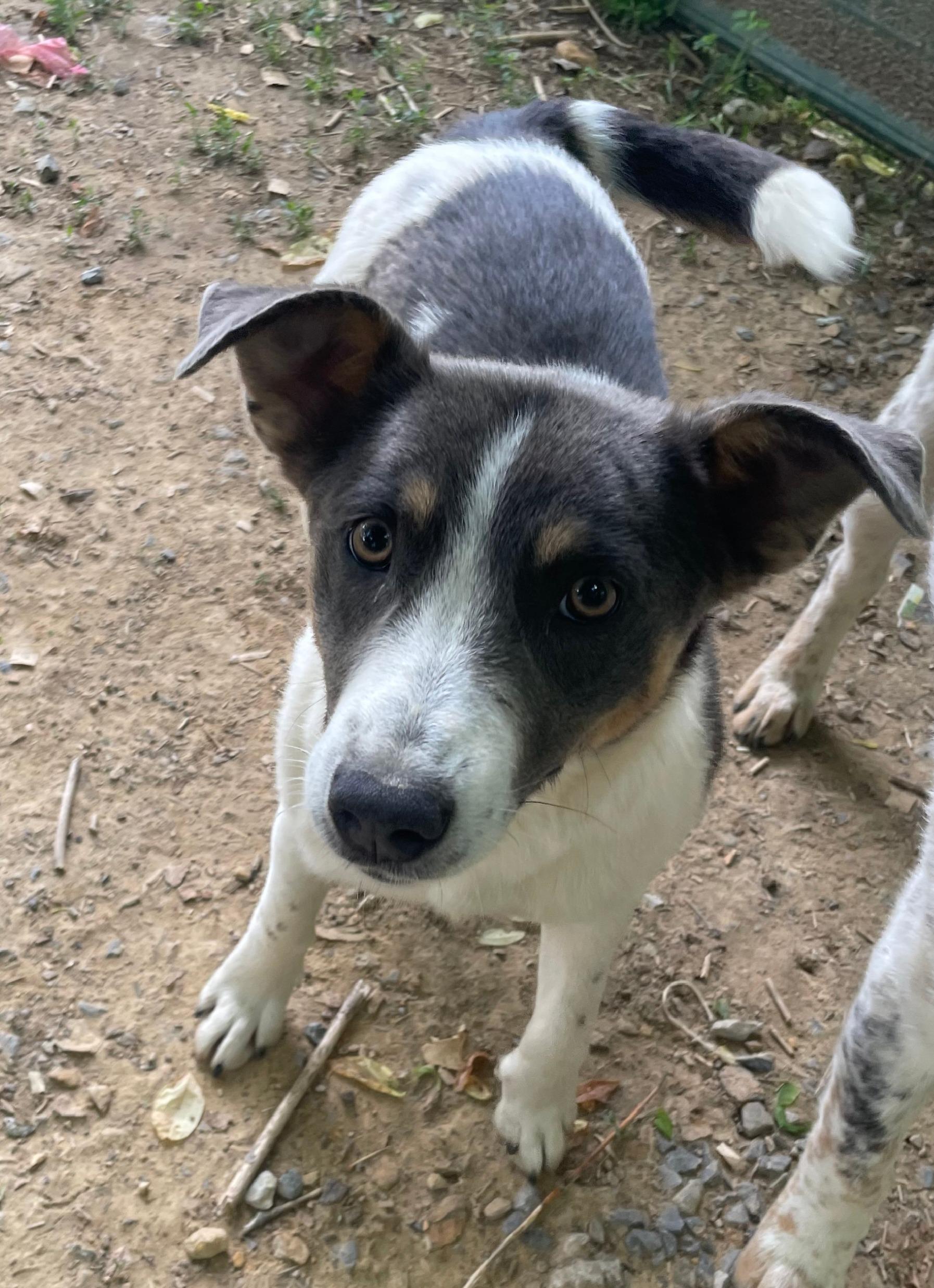 Faye, a Adoptable mixed breed in Tracy City , TN image 2/3