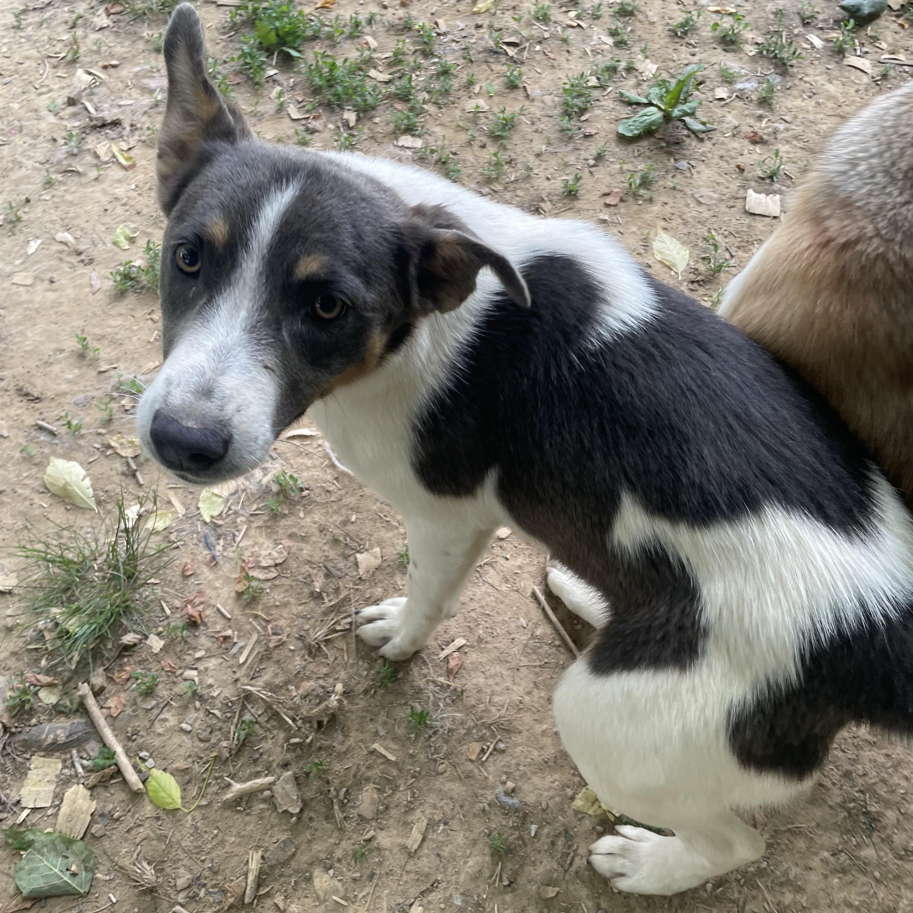 Faye, a Adoptable mixed breed in Tracy City , TN image 3/3