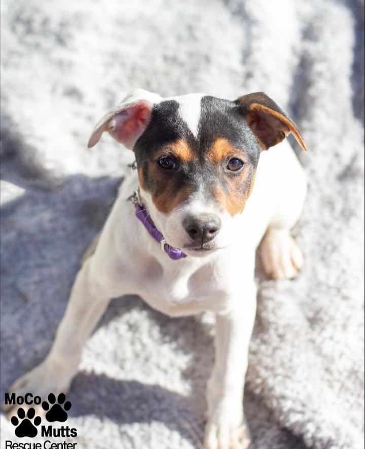 Enlarge Designer Litter (Females), a ADOPTABLE mixed breed in Sunbright, TN image 2/6