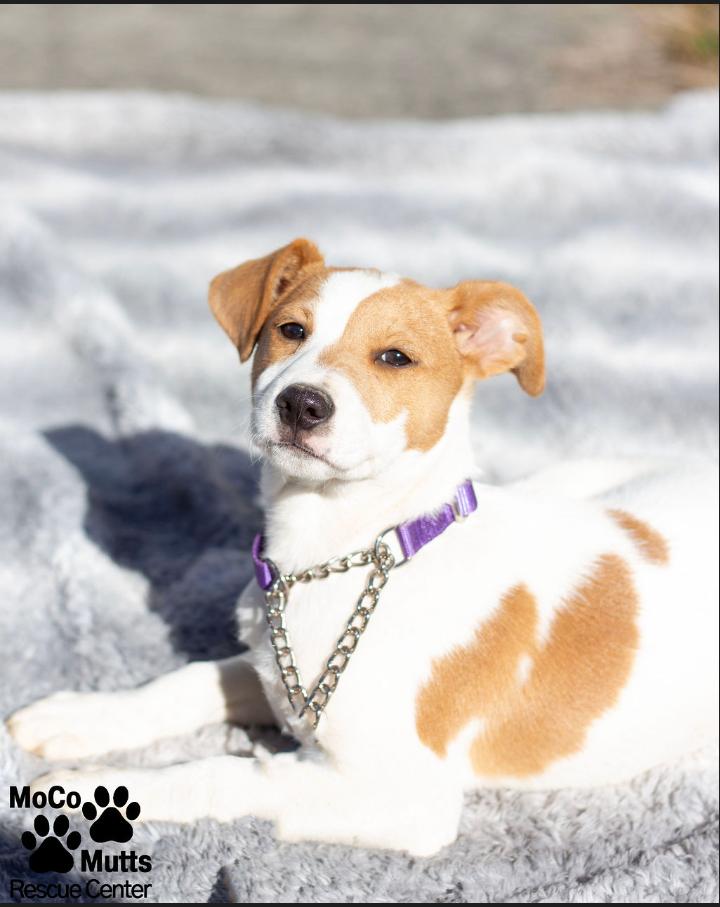 Enlarge Designer Litter (Females), a ADOPTABLE mixed breed in Sunbright, TN image 5/6